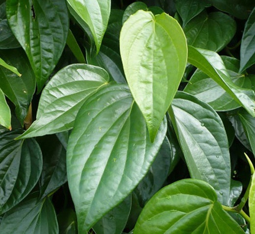Công dụng của lá trầu không với làm đẹp